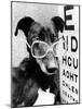 Greyhound Bitch Wearing Glasses February 1987-null-Mounted Photo