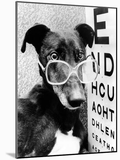 Greyhound Bitch Wearing Glasses February 1987-null-Mounted Photo