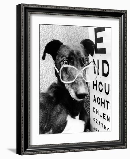 Greyhound Bitch Wearing Glasses February 1987-null-Framed Photo