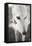 Greyhound Black and White-Karyn Millet-Framed Premier Image Canvas