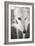 Greyhound Black and White-Karyn Millet-Framed Photographic Print