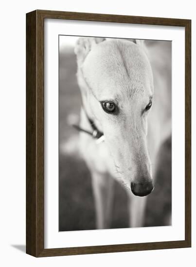 Greyhound Black and White-Karyn Millet-Framed Photographic Print