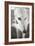 Greyhound Black and White-Karyn Millet-Framed Photographic Print