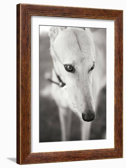 Greyhound Black and White-Karyn Millet-Framed Photographic Print