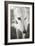 Greyhound Black and White-Karyn Millet-Framed Photographic Print