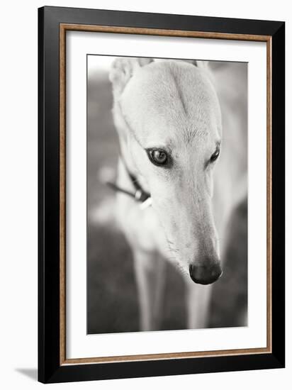 Greyhound Black and White-Karyn Millet-Framed Photographic Print