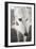 Greyhound Black and White-Karyn Millet-Framed Photographic Print