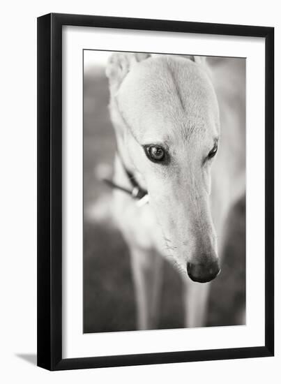 Greyhound Black and White-Karyn Millet-Framed Photographic Print
