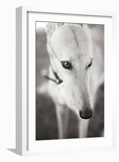 Greyhound Black and White-Karyn Millet-Framed Photographic Print