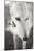 Greyhound Black and White-Karyn Millet-Mounted Photographic Print
