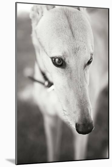 Greyhound Black and White-Karyn Millet-Mounted Photographic Print