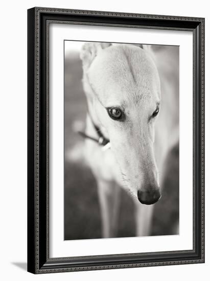 Greyhound Black and White-Karyn Millet-Framed Photographic Print