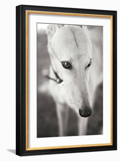 Greyhound Black and White-Karyn Millet-Framed Photographic Print