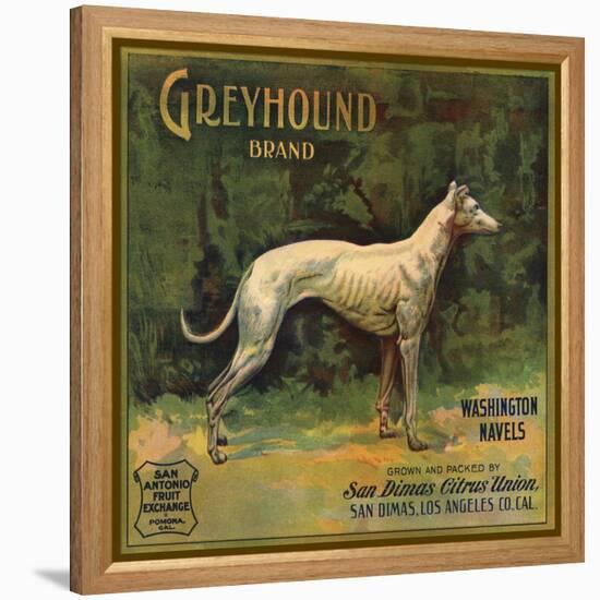 Greyhound Brand - San Dimas, California - Citrus Crate Label-Lantern Press-Framed Stretched Canvas