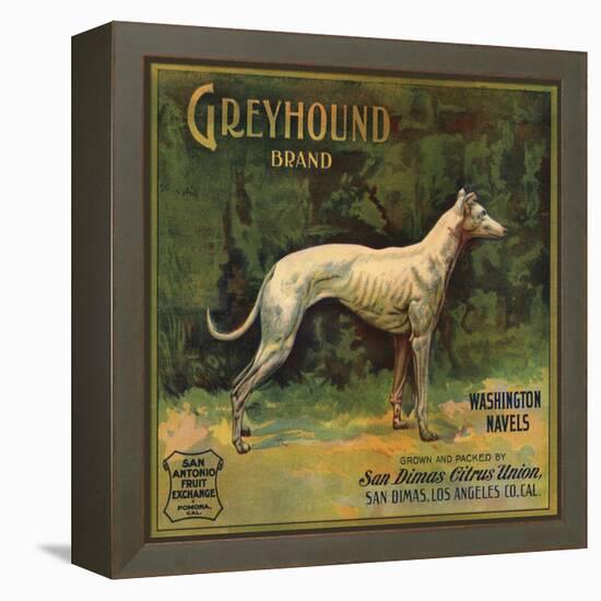 Greyhound Brand - San Dimas, California - Citrus Crate Label-Lantern Press-Framed Stretched Canvas