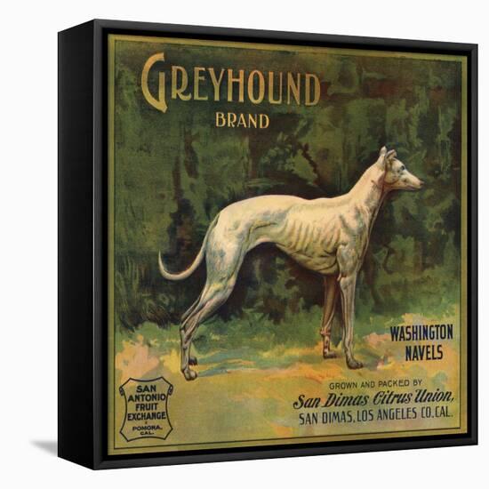 Greyhound Brand - San Dimas, California - Citrus Crate Label-Lantern Press-Framed Stretched Canvas