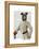 Greyhound Fencer in Cream Portrait-Fab Funky-Framed Stretched Canvas