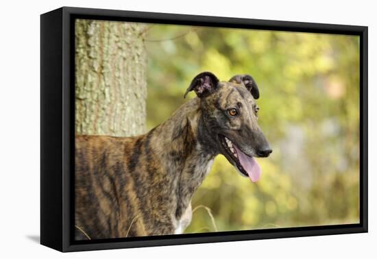 Greyhound in Front of Tree-null-Framed Premier Image Canvas