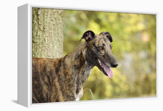 Greyhound in Front of Tree-null-Framed Premier Image Canvas