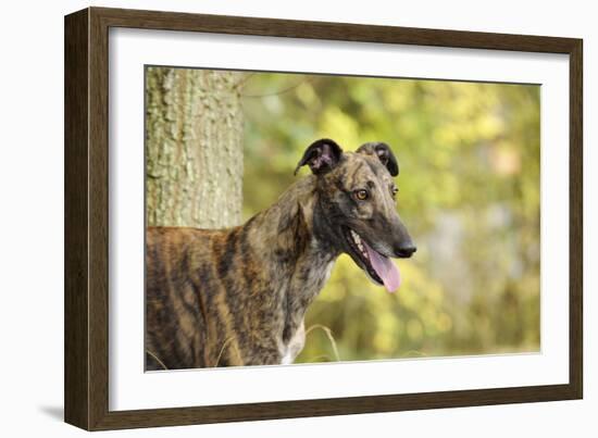 Greyhound in Front of Tree-null-Framed Photographic Print