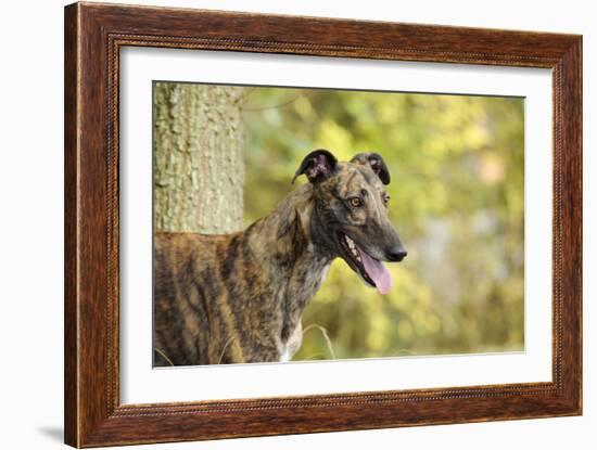 Greyhound in Front of Tree-null-Framed Photographic Print