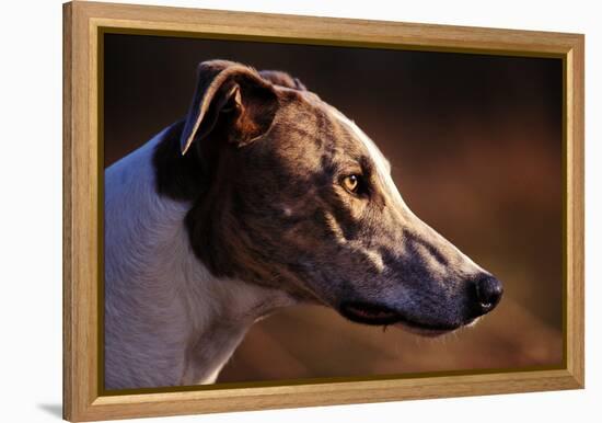 Greyhound Portrait-Adriano Bacchella-Framed Premier Image Canvas