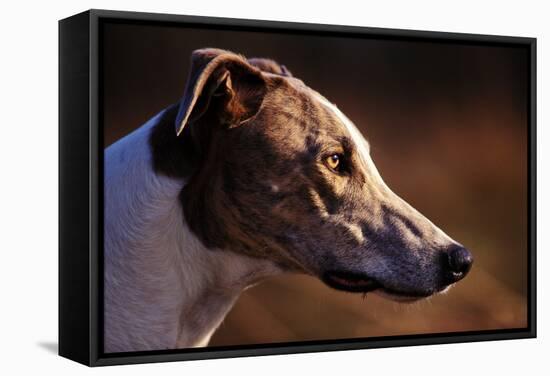 Greyhound Portrait-Adriano Bacchella-Framed Premier Image Canvas