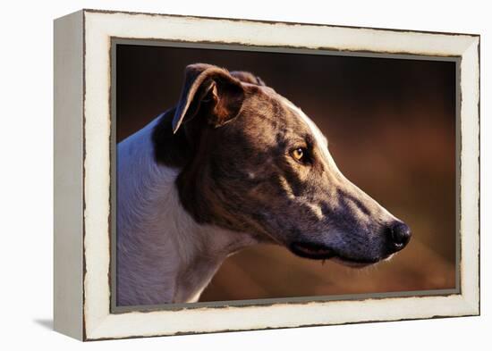 Greyhound Portrait-Adriano Bacchella-Framed Premier Image Canvas