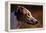 Greyhound Portrait-Adriano Bacchella-Framed Premier Image Canvas