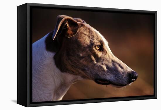 Greyhound Portrait-Adriano Bacchella-Framed Premier Image Canvas