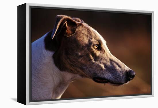 Greyhound Portrait-Adriano Bacchella-Framed Premier Image Canvas