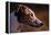 Greyhound Portrait-Adriano Bacchella-Framed Premier Image Canvas