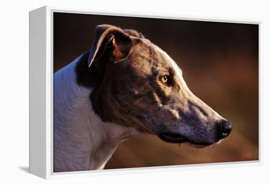 Greyhound Portrait-Adriano Bacchella-Framed Premier Image Canvas