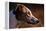 Greyhound Portrait-Adriano Bacchella-Framed Premier Image Canvas