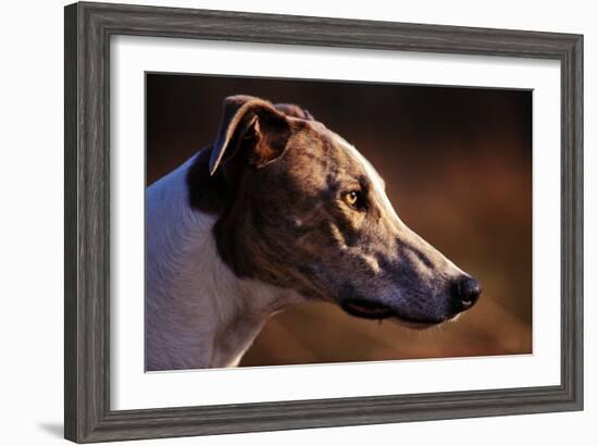 Greyhound Portrait-Adriano Bacchella-Framed Photographic Print