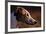 Greyhound Portrait-Adriano Bacchella-Framed Photographic Print