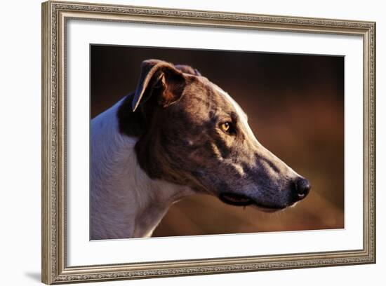 Greyhound Portrait-Adriano Bacchella-Framed Photographic Print