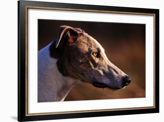 Greyhound Portrait-Adriano Bacchella-Framed Photographic Print