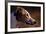 Greyhound Portrait-Adriano Bacchella-Framed Photographic Print