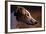 Greyhound Portrait-Adriano Bacchella-Framed Photographic Print