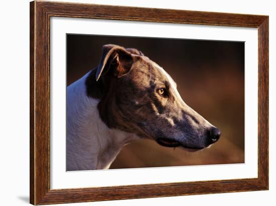 Greyhound Portrait-Adriano Bacchella-Framed Photographic Print