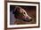 Greyhound Portrait-Adriano Bacchella-Framed Photographic Print