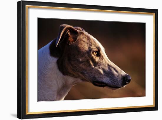 Greyhound Portrait-Adriano Bacchella-Framed Photographic Print