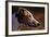 Greyhound Portrait-Adriano Bacchella-Framed Photographic Print