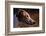 Greyhound Portrait-Adriano Bacchella-Framed Photographic Print