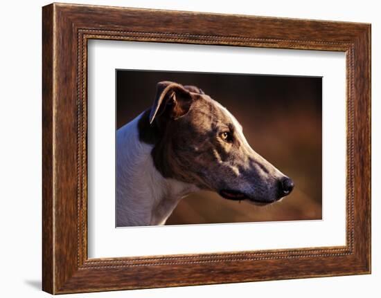 Greyhound Portrait-Adriano Bacchella-Framed Photographic Print