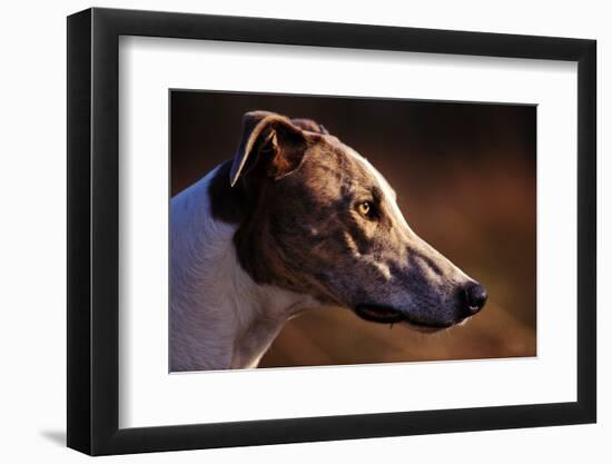 Greyhound Portrait-Adriano Bacchella-Framed Photographic Print