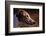 Greyhound Portrait-Adriano Bacchella-Framed Photographic Print