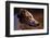 Greyhound Portrait-Adriano Bacchella-Framed Photographic Print