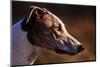 Greyhound Portrait-Adriano Bacchella-Mounted Photographic Print